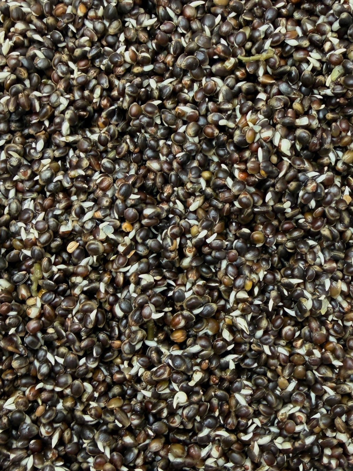 Hemp Seed 5kg